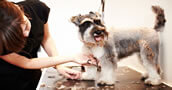 Curso de Servicio Peluqueria Canina 